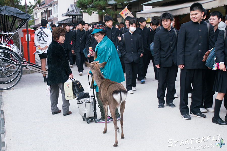 stellama_miyajima_3